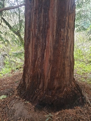 Sequoia sempervirens