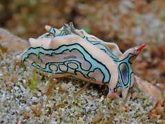 Sagaminopteron psychedelicum