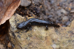 Desmognathus conanti