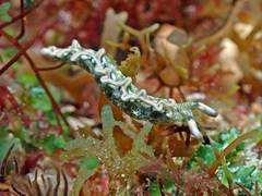 Thuridilla carlsoni