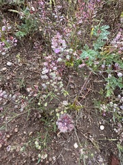 Lepidium nitidum