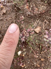 Lepidium nitidum