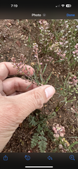 Lepidium nitidum