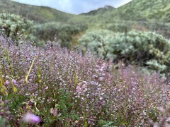 Lepidium nitidum