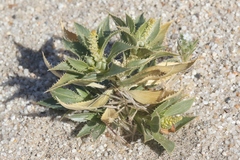 Stillingia spinulosa