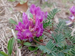 Astragalus crassicarpus