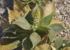 Stillingia spinulosa