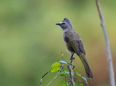 Pycnonotus flavescens