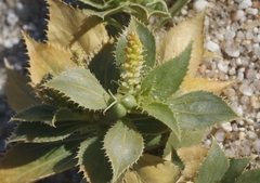 Stillingia spinulosa