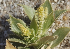 Stillingia spinulosa