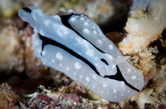 Phyllidiopsis shireenae