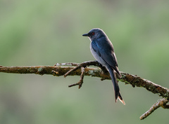 Dicrurus leucophaeus