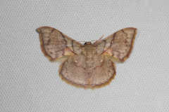 Hemipterodes subnigrata