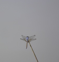 Trithemis stictica