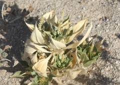 Stillingia spinulosa