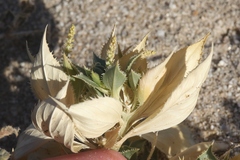 Stillingia spinulosa