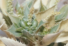 Stillingia spinulosa