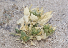 Stillingia spinulosa