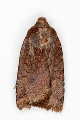 Conistra ligula