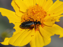 Eupompha elegans
