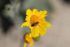 Eupompha elegans