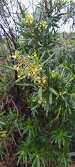 Ornithostaphylos oppositifolia