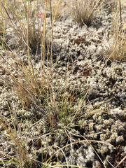 Rytidosperma maculatum