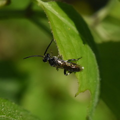 Macrophya