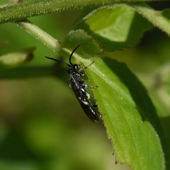 Macrophya
