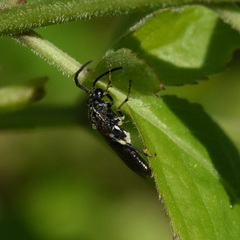 Macrophya