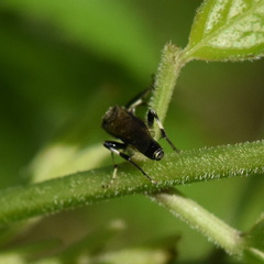 Macrophya