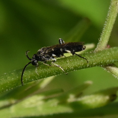Macrophya