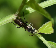 Macrophya