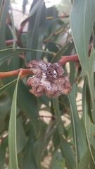 Dasineura glomerata
