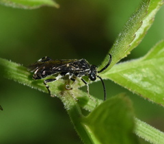 Macrophya