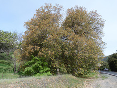 Quercus × ganderi