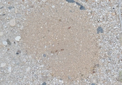 Pogonomyrmex magnacanthus