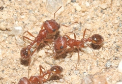 Pogonomyrmex magnacanthus
