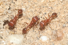 Pogonomyrmex magnacanthus