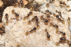 Pheidole barbata