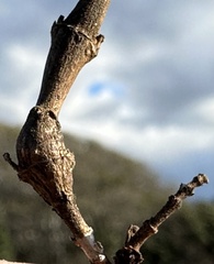 Neolasioptera mimuli