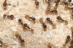 Pheidole barbata