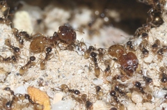 Pheidole barbata