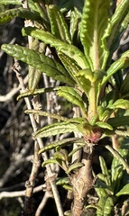 Neolasioptera mimuli