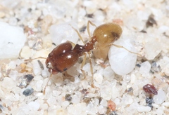 Pheidole barbata