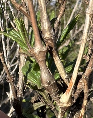 Neolasioptera mimuli