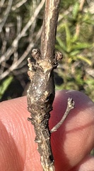 Neolasioptera mimuli