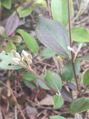 Rhodomyrtus tomentosa