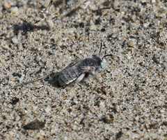 Anthophora curta