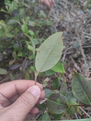 Rhodomyrtus tomentosa